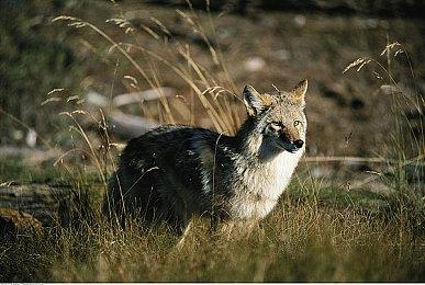 《极限竞速》系列秋促来袭！《地平线6》愿望单现已开放！